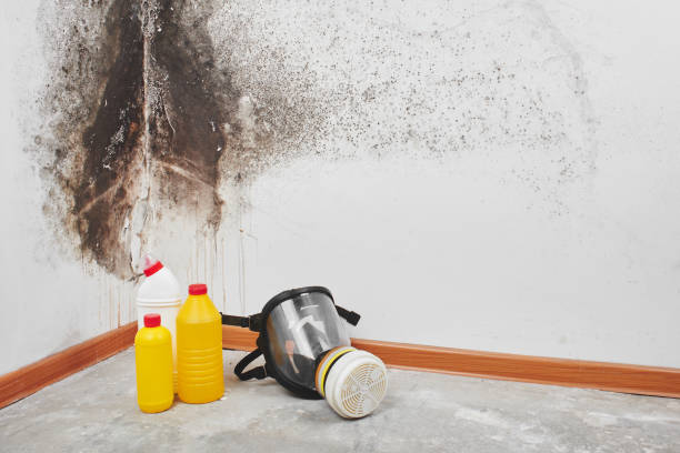 Best Toxic Mold Removal  in Midland, NC