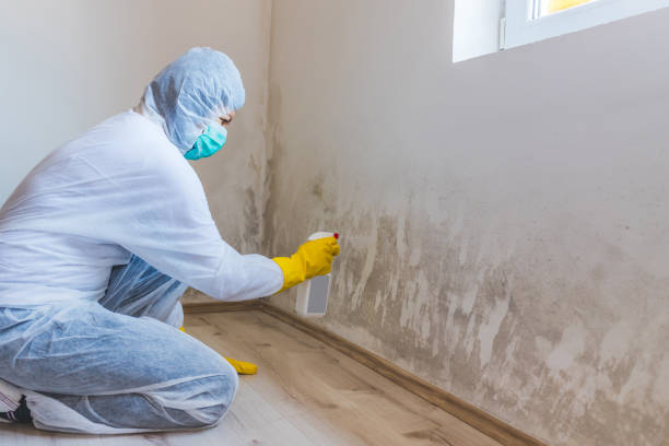 Professional Mold Removal in Midland, NC