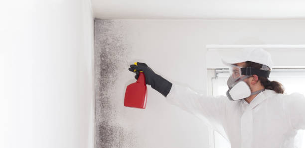 Best Attic Mold Removal  in Midland, NC