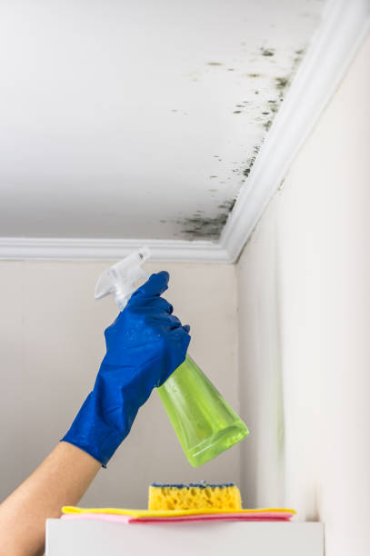 Best Black Mold Removal  in Midland, NC